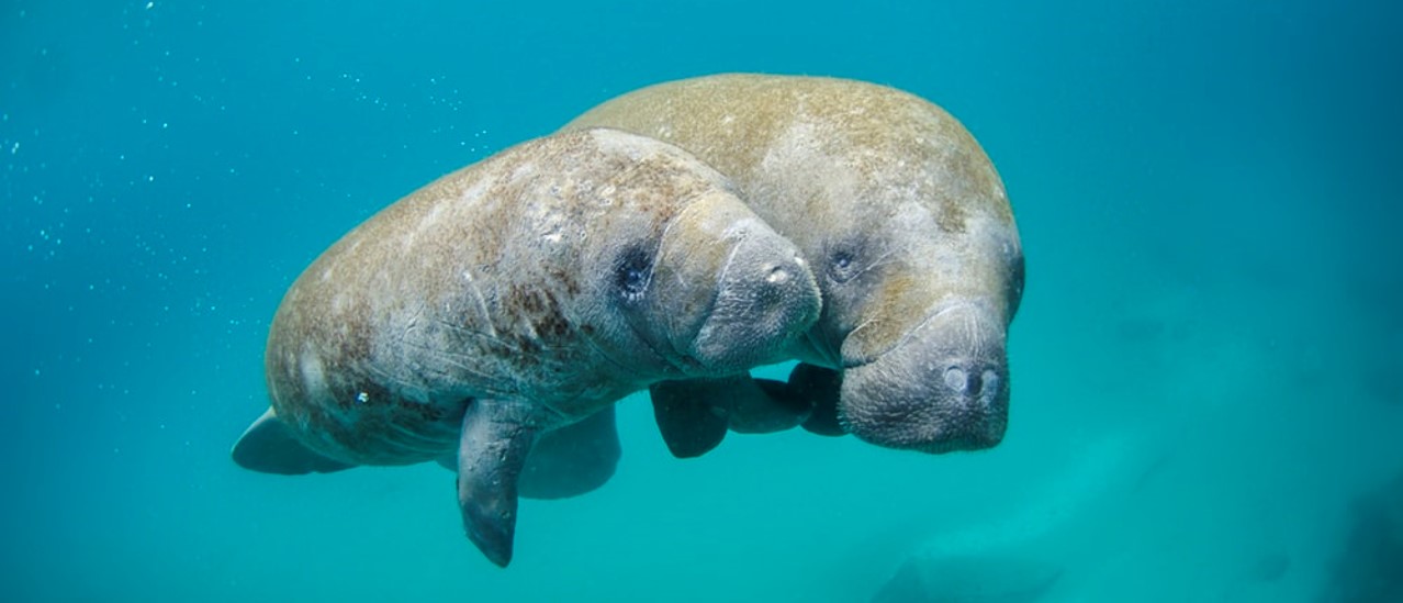 Photo of a two manatees