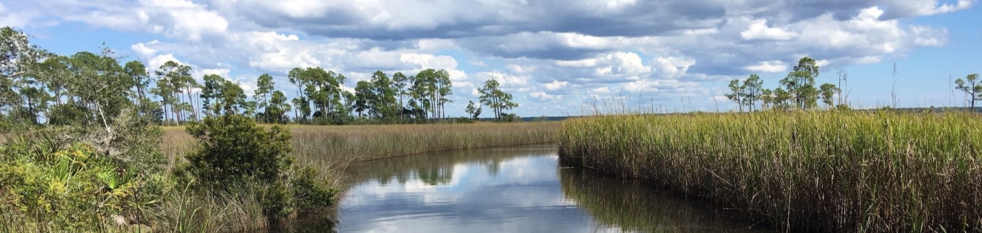 Photo of a pristine Florida natural stream
